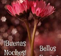 Photo of Frases Sobre Buenas Noches Para Facebook