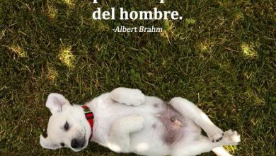 Photo of El Perro Es Parte Del Hombre frases bonitas