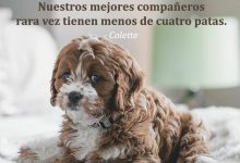 Photo of Los Mejores Companeros Rara Vez Tienen Menos De Cuatro Patas frases bonitas