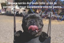 Photo of Nunca Seras Del Todo Feliz Si No Te Permites Actuar Locamente Con Tu Perro frases bonitas