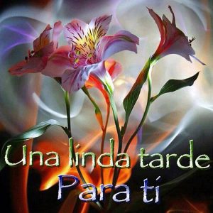 Buenas Tardes Amor Para Whatsapp Celular