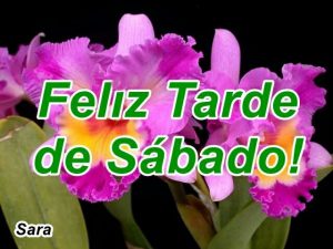 Buenas Tardes Domingo Para Whatsapp Celular