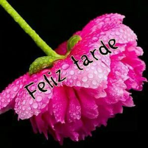 Buenas Tardes Frases Cristianas Para Whatsapp Celular