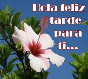 Buenas Tardes Hermosa Para Whatsapp Celular