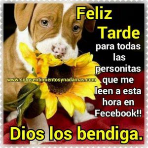 Buenas Tardes Imagenes Graciosas Para Whatsapp Celular