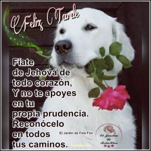 Buenas Tardes Para Facebook Para Whatsapp Celular