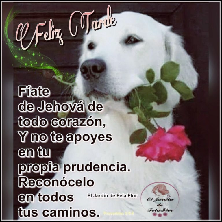 Buenas Tardes Para Facebook Para Whatsapp Celular