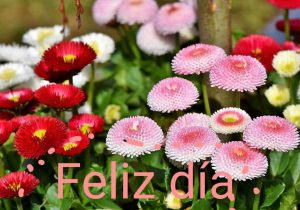 Buenos Dias A Tu Novio Para Una Amiga