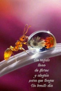 Buenos Dias A Tu Pareja Para Facebook