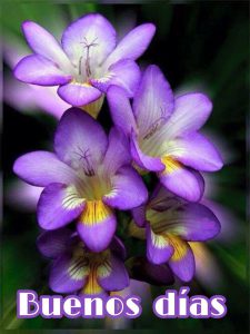 Buenos Dias Amiga Imagenes Para Descargar