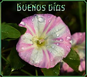 Buenos Dias Amor Frases Cortas Para Mi Amor