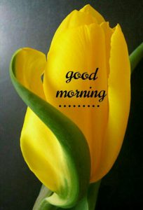 Buenos Dias Amor Versos Para Whatsapp