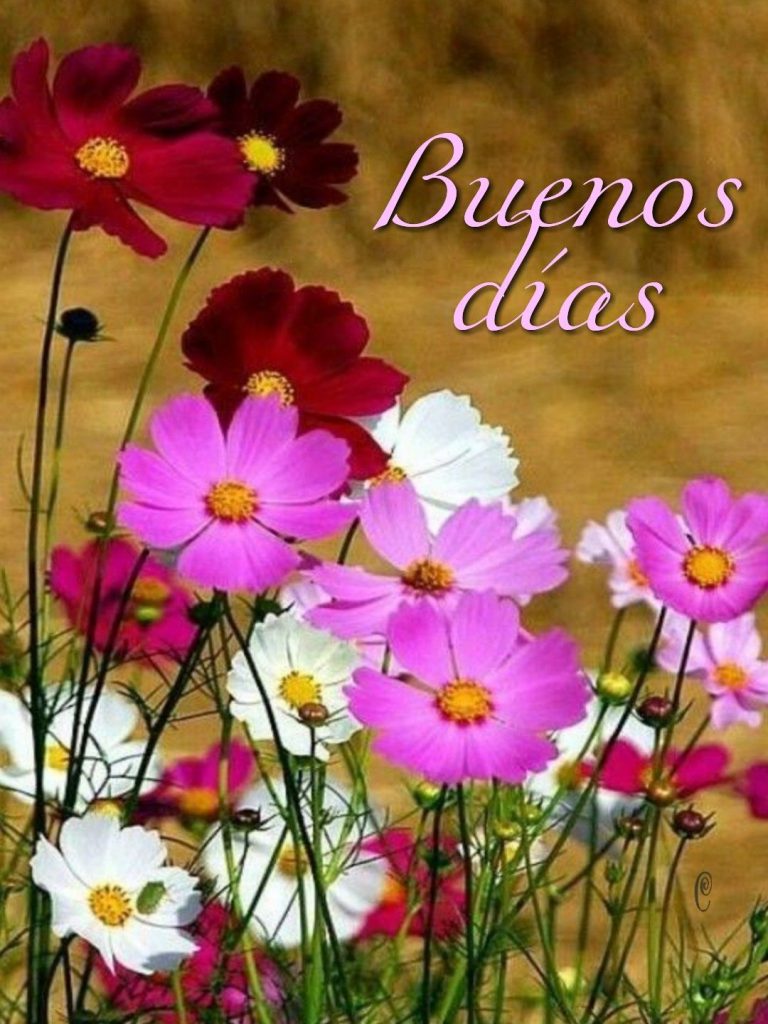 Buenos Dias Bonita Para Una Amiga