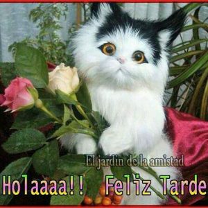 Buenos Dias Buenas Tardes Buenas Noches En Ingles Para Facebook Y Whatsapp