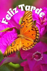 Buenos Dias Buenas Tardes Buenas Noches Para Whatsapp Celular