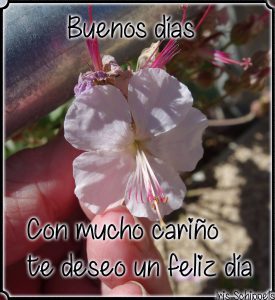 Buenos Dias Con Mucho Amor Para Mi Amor