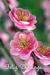 Buenos Dias Feliz Domingo Frases Para Whatsapp