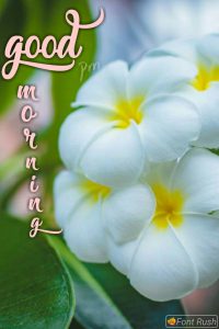 Buenos Dias Frases Bonitas Para Una Amiga