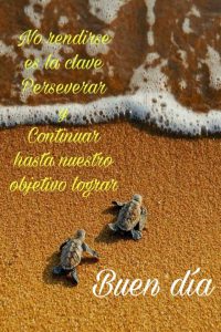 Buenos Dias Mi Amor En Frases Para Whatsapp