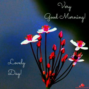 Buenos Dias Mi Amor Para Facebook