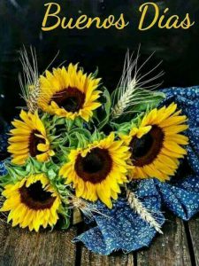 Buenos Dias Mi Amor Para Whatsapp