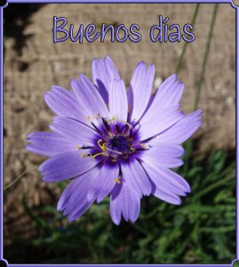 Buenos Dias Mi Amore Para Mi Amor