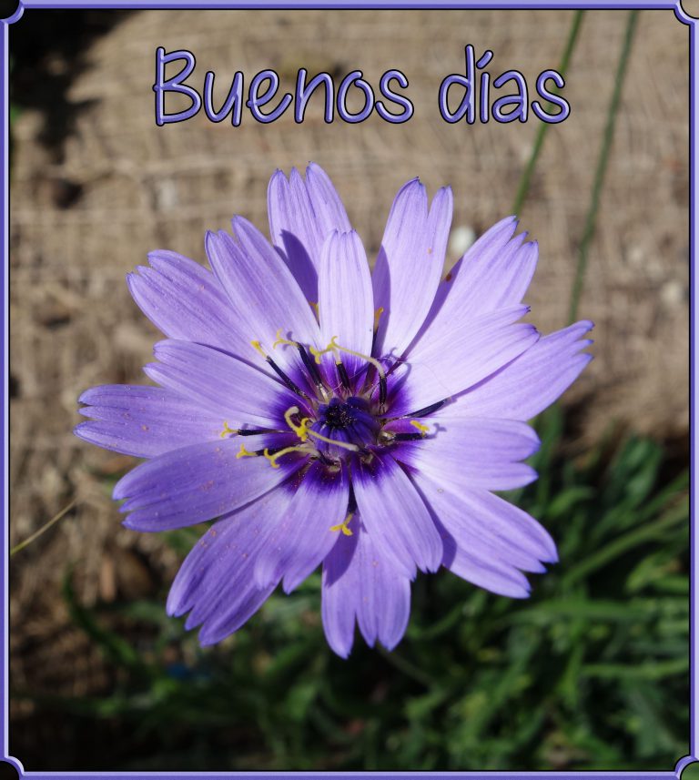 Buenos Dias Mi Amore Para Mi Amor
