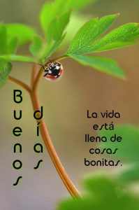 Buenos Dias Mi Bello Amor Para Celular