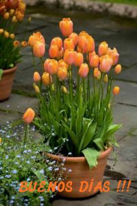 Buenos Dias Mi Gran Amor Para Mi Amor