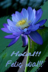 Buenos Dias Mi Hermosa Mujer