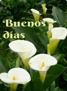 Buenos días mi vida frases para una amiga
