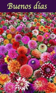 Buenos Dias Mi Vida Para Celular