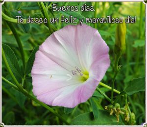 Buenos Dias Para Un Amor Para Mi Amor