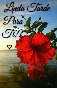 Buenos Tardes Translate Para Whatsapp Celular