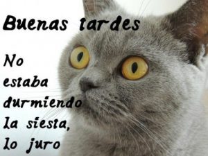 Buscar Imágenes De Buenas Tardes Para Whatsapp Celular