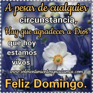 Buscar imágenes de feliz domingo para celular