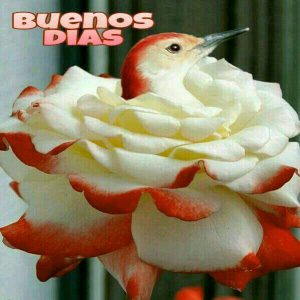 De Buenos Dias Imagenes Para Whatsapp