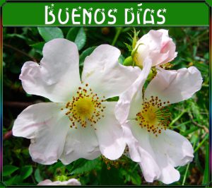 Decir Buenos Dias Con Amor Para Mi Amor