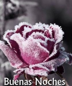 Deseos De Buenas Noches Para Descargar Gratis