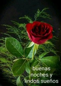 Deseos De Buenas Noches Para Mi Amor Para Celular