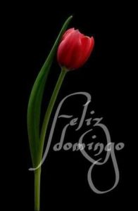 Dibujos De Domingo Para Celular