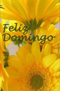 Domingo De Amor Para Celular