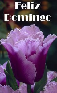Domingo Feliz Frases Para Whatsapp