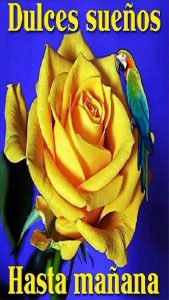 Felices Sueños En Ingles Para Whatsapp