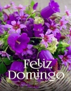 Feliz Dia Domingo Para Whatsapp