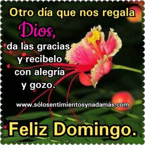 Feliz Domingo Frases Cristianas Para Celular