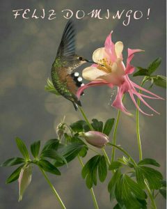 Feliz Domingo Frases Para Whatsapp