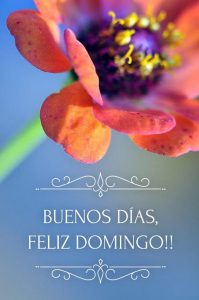 Feliz Domingo Gracioso Para Celular