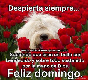 Feliz Domingo Grupo Para Whatsapp