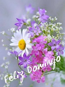 Feliz Domingo Poema Para Celular